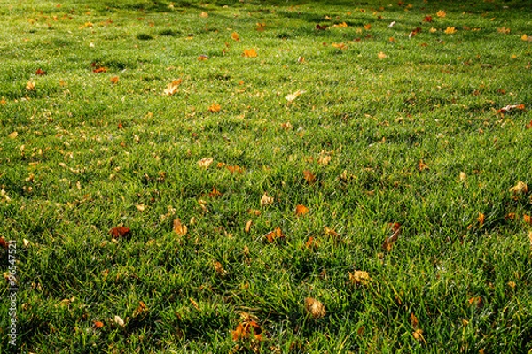 Fototapeta Lawn - grass with leaves