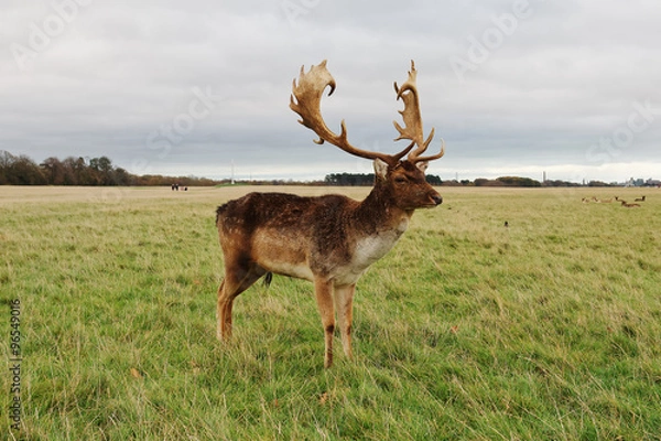 Obraz Deer in Phoenix Park