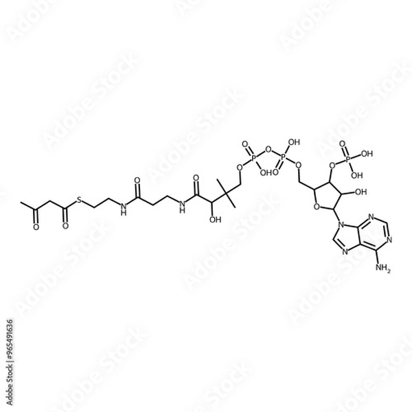 Fototapeta 3-ketobutanethioic acid S-[2-[3-[[4-[[(5-adenin-9-yl-4-hydroxy-3-phosphonooxy-tetrahydrofuran-2-yl)methoxy-hydroxy-phosphoryl]oxy-hydroxy-phosphoryl]oxy-2-hydroxy-3,3-dimethyl-butanoyl]amino]propanoyl