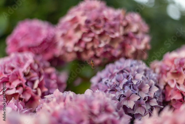 Obraz pink and purple hydrangea flowers