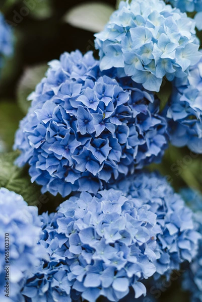 Obraz blue hydrangea flower