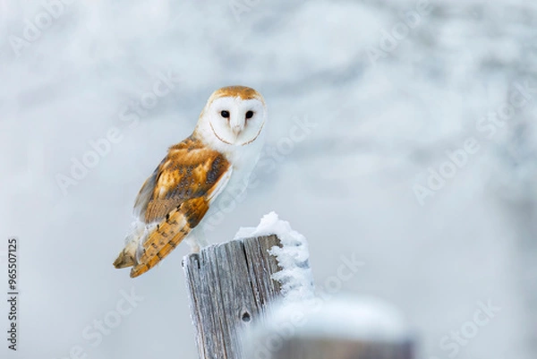 Obraz Owl in frosty morning. Barn owl, Tyto alba, perched on snowy fence at countryside. Beautiful bird with heart-shaped face. Hunting predator looking for prey. Wildlife. Attractive winter scene with owl.