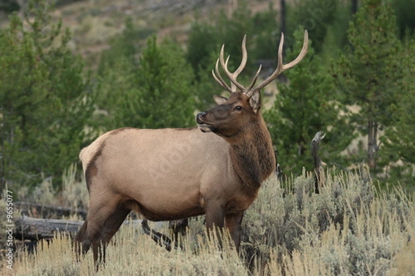 Obraz What's behind me?