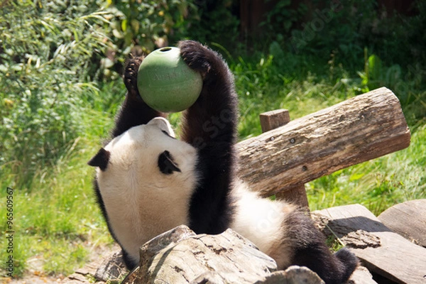 Fototapeta Giant panda