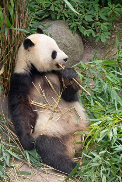 Fototapeta Giant panda