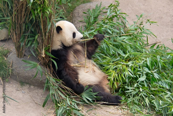 Fototapeta Giant panda