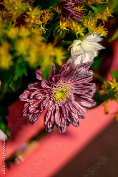 Obraz chrysanthemum flower