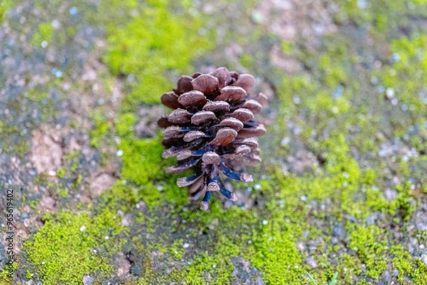 Obraz A pinecone on beautiful greenery.