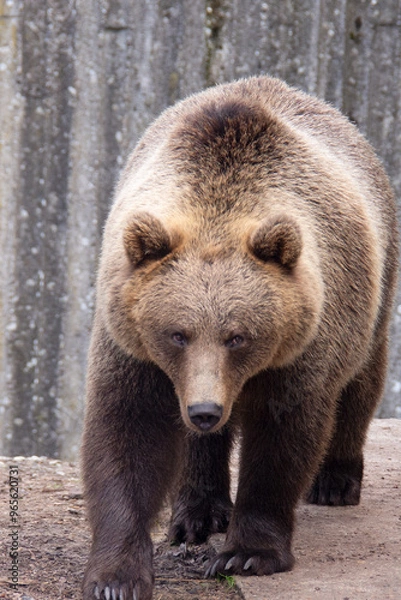 Fototapeta Brown bear