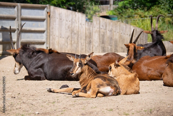 Fototapeta Roan antelope