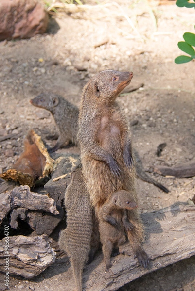 Fototapeta Banded mongoose