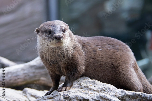 Fototapeta Eurasian otter