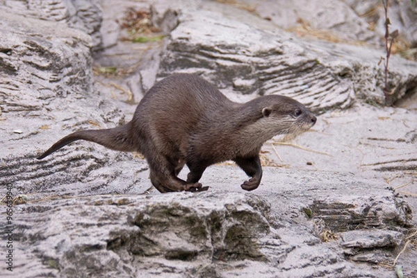 Fototapeta Eurasian otter