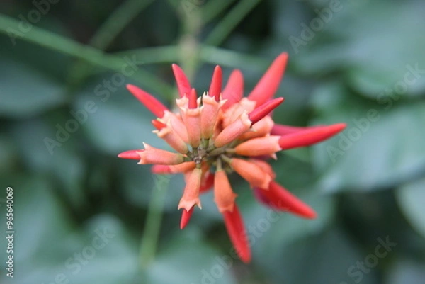 Obraz red and yellow flower