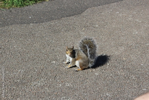 Obraz squirrel on the beach