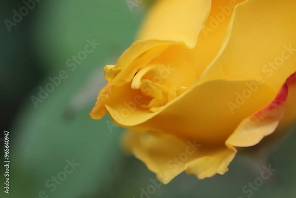 Obraz yellow rose closeup