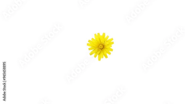 Obraz yellow flower isolated on white background