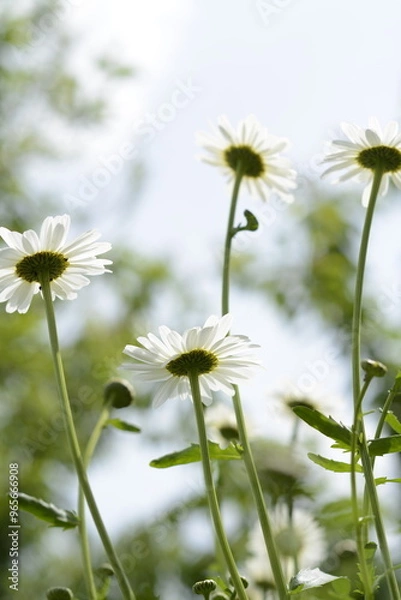 Obraz daisy in the sky