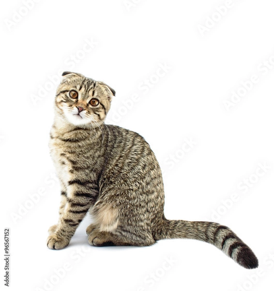 Obraz Young scottish fold cat