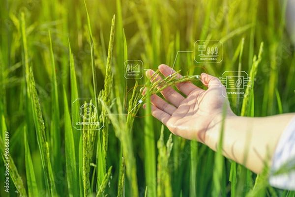 Fototapeta Smart farming uses technology to control planting, caring for harvesting products in the farms of new generation of farmers. Modern agriculture can reduce labor and costs and produce quality products
