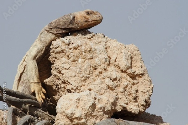Fototapeta giant island tortoise