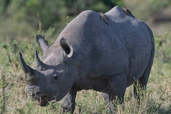 Fototapeta black rhino in the wild