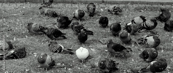 Obraz black and white animals