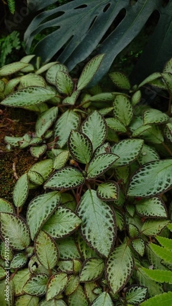 Obraz Tropical leaves close up