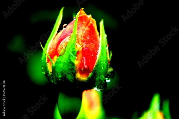 Obraz red rose in the night