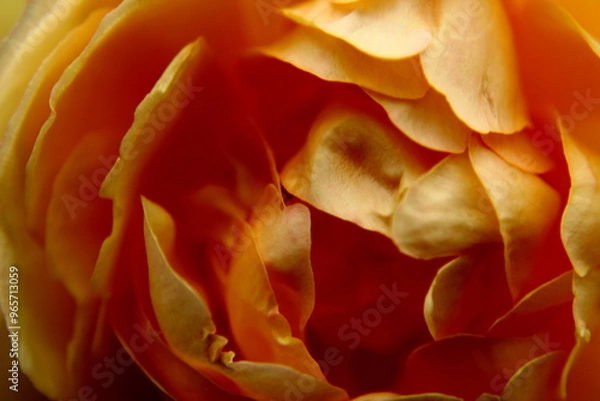 Obraz yellow rose petals