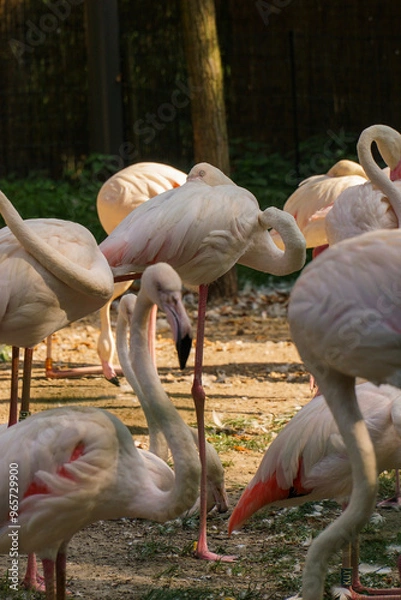 Obraz Stado flamingów