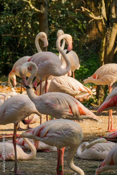 Obraz Stado flamingów