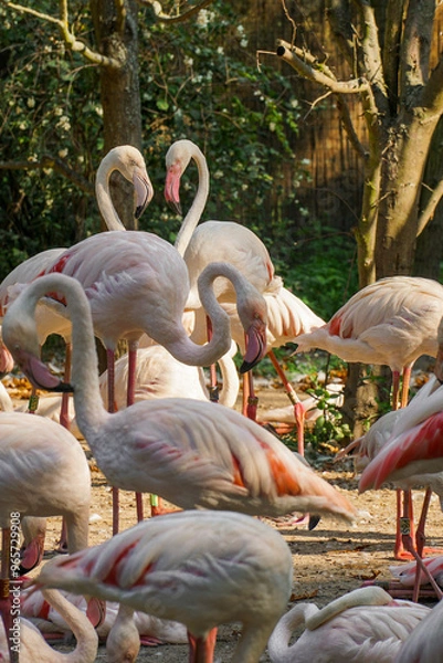 Obraz Stado flamingów