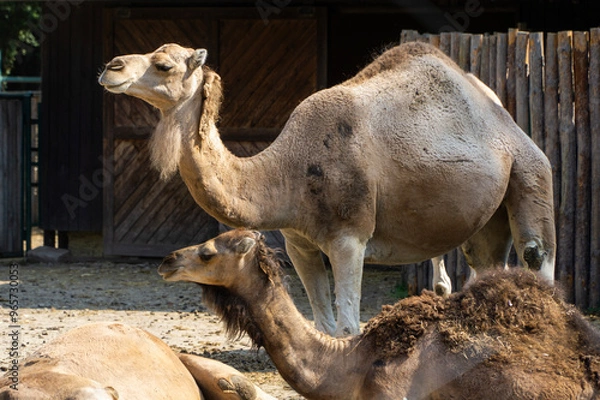 Obraz Wielbłądy odpoczywające na piasku w ogrodzie zoologicznym