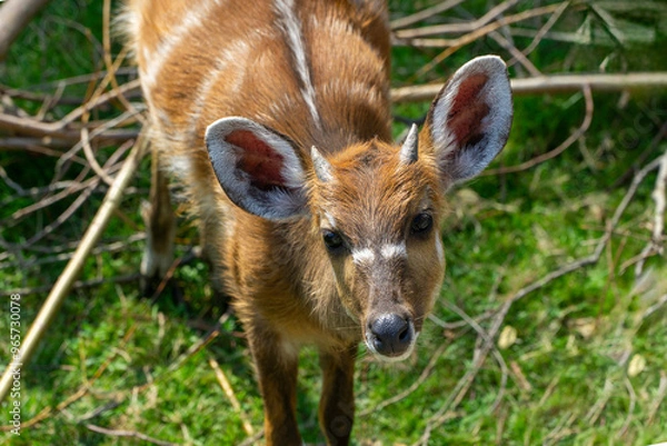 Obraz Sitatunga - młody, afrykański antylopowaty