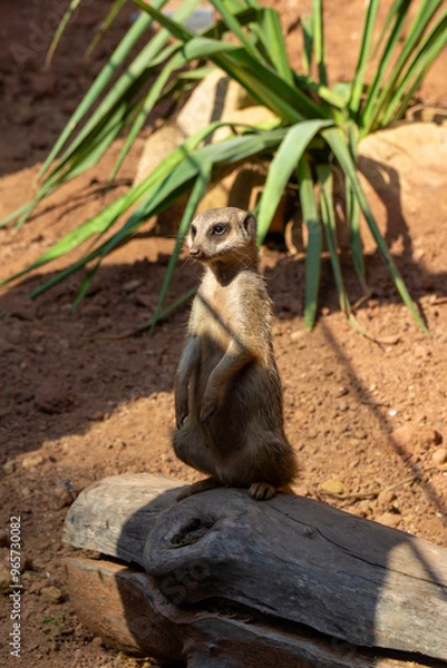 Obraz Surykatka stojąca na tylnych łapach
