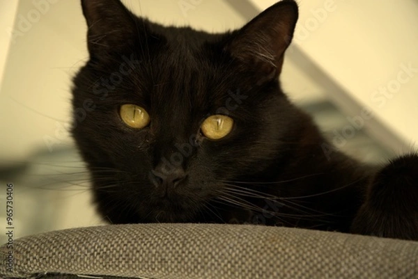 Obraz Czarny kot