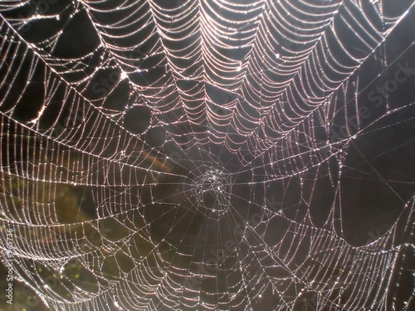 Obraz spider web