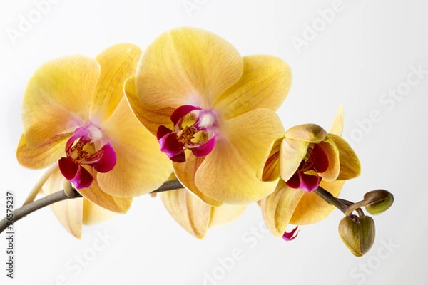 Obraz Piękna żółta orchidea na białym tle.