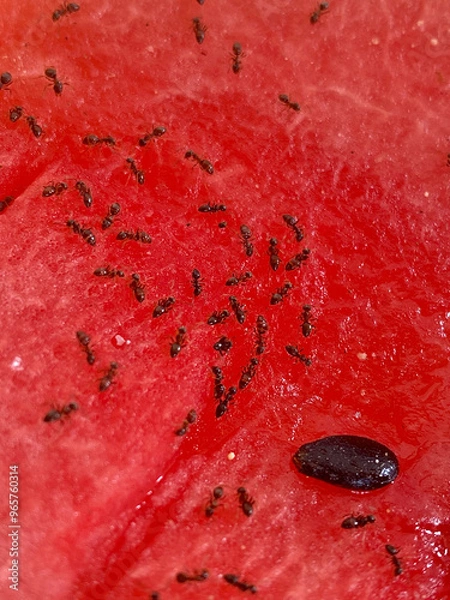 Fototapeta  Close up of red watermelon with black ants on it. Macro