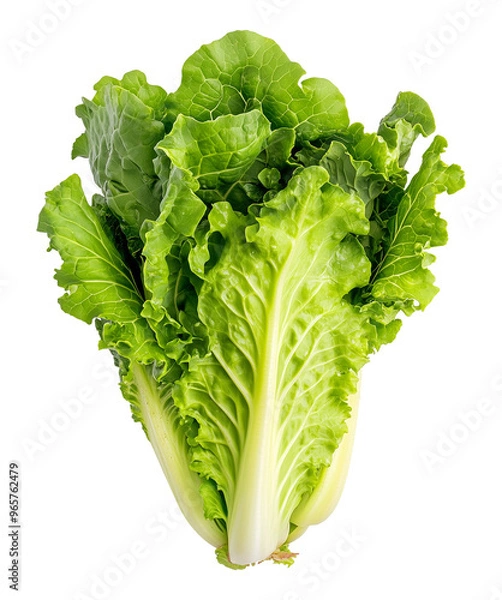 Fototapeta Fresh romaine lettuce isolated on white background for salad ingredient, healthy eating or organic produce concept, Cutout, Isolated on White Background