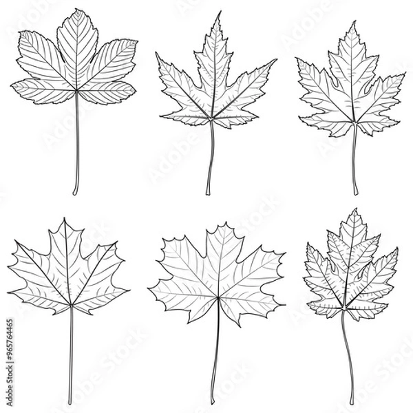 Fototapeta Maple Tree Outline Leaves