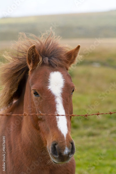 Fototapeta Dartmoor pony in field in the Dartmoor National Park, Devon, England