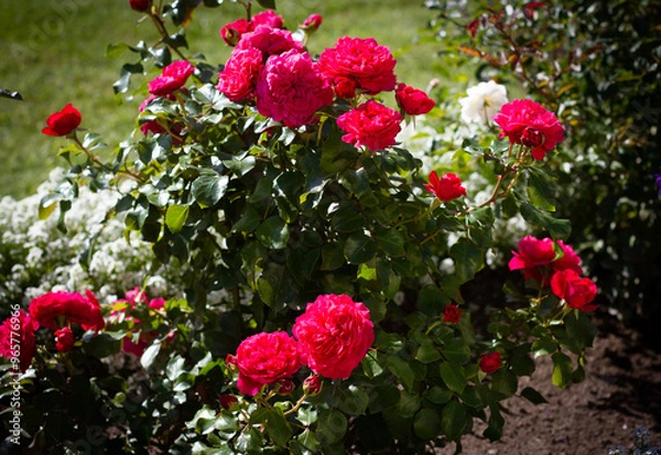 Fototapeta Bush of white and bright single rose on blurred background of grass