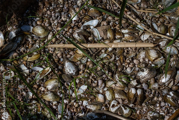 Fototapeta background of shells in the sand on the lake shore
