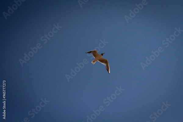 Fototapeta Seagull flying in the sky view from below against the background of a bright sky