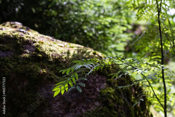 Fototapeta Forest landscape trees on the background of stones overgrown with moss on a blurred green background