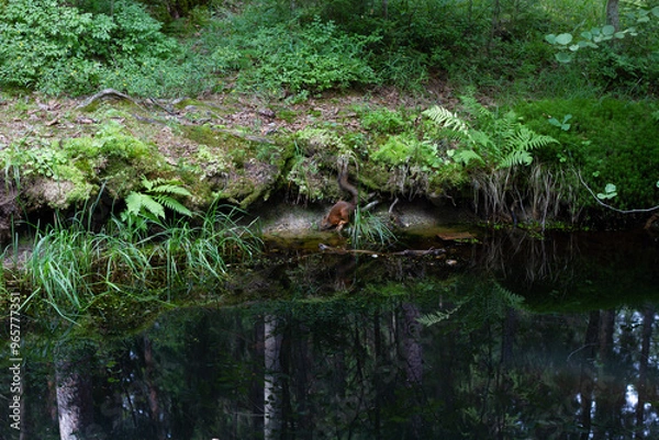 Fototapeta squirrel drinking water on the bank of a small lake against the background of grass