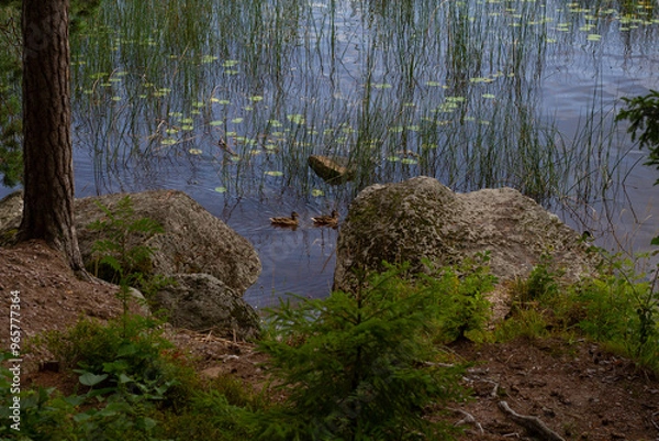 Fototapeta View of the pond and large rocks on the shore