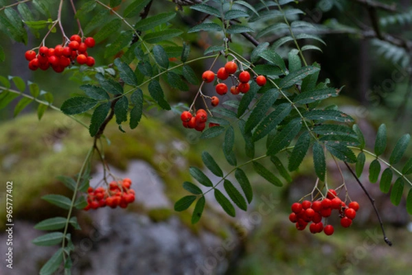 Fototapeta red rowan berries in the forest on a blurred background